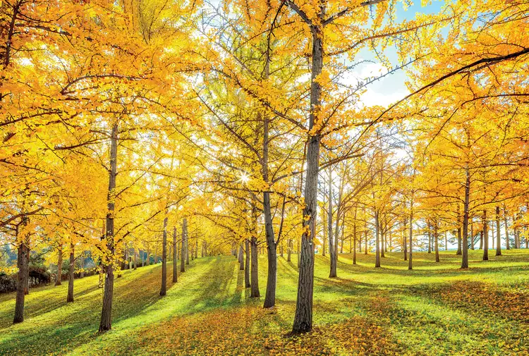 Fall Tree Planting Guide: 12 Trees That Thrive When Planted in Autumn