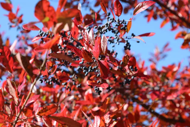 Fall Tree Planting Guide: 12 Trees That Thrive When Planted in Autumn